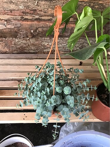 Sedum sieboldi sukulent
