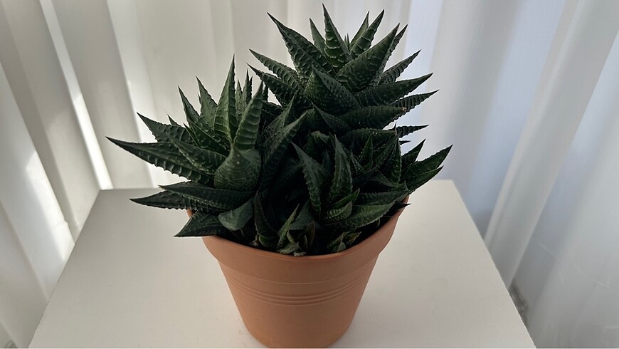 Beden yeşil Renk Haworthia Lİmifolia Sukulent