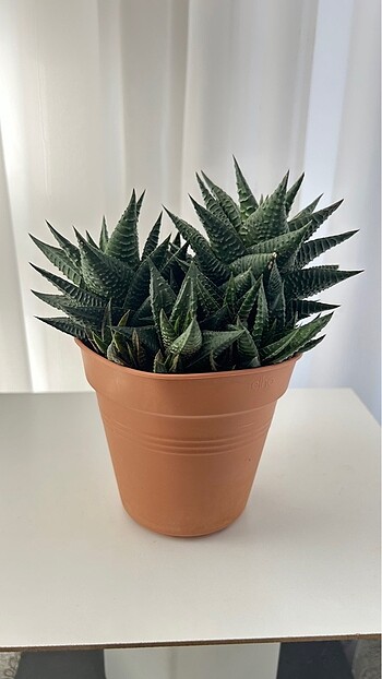 Beden Haworthia Lİmifolia Sukulent