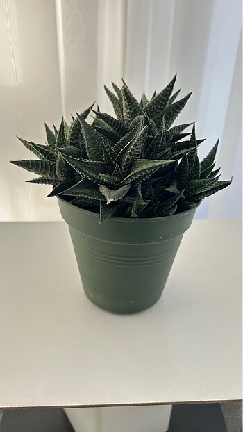 Diğer Haworthia Lİmifolia Sukulent