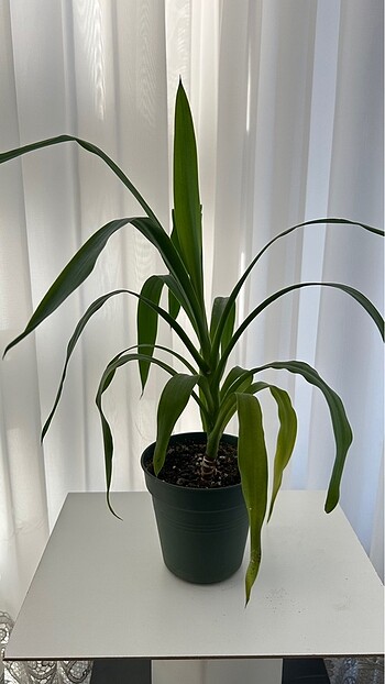 Yucca Yuka Bitkisi