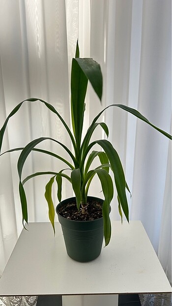 Beden Yucca Yuka Bitkisi