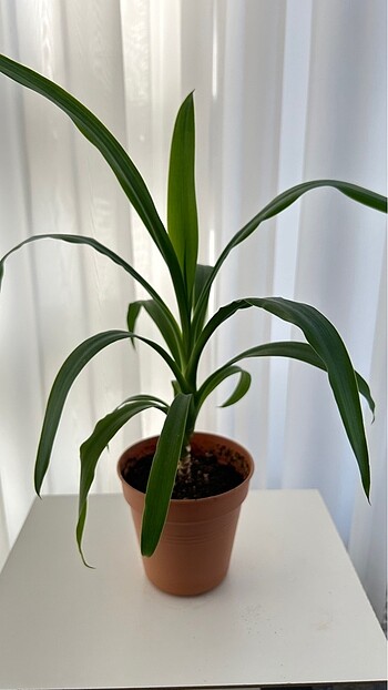 Yucca Yuka Bitkisi