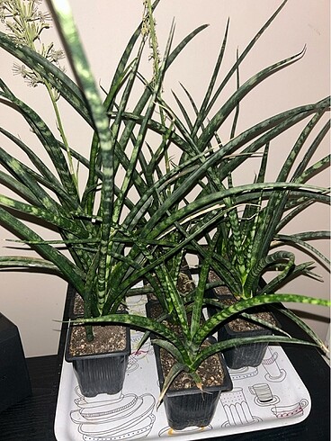 Sansevieria Kılıç Çiçeği
