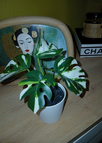 İkea Yapay Deve Tabanı - Görsel 3