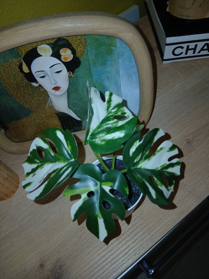 İkea Yapay Deve Tabanı - Görsel 2