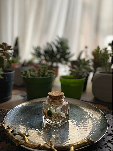 Diğer Marimo/ Şans Yosunu