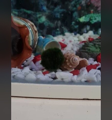 Marimo ve doğal taşlar