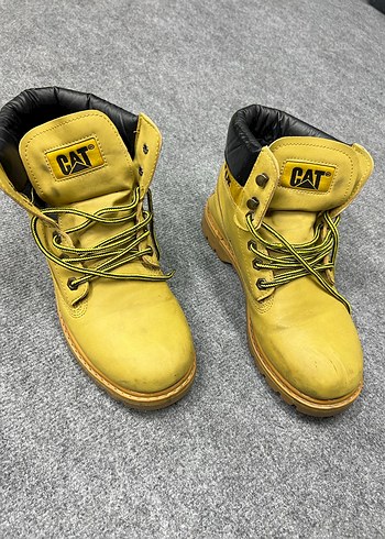 Cat 42