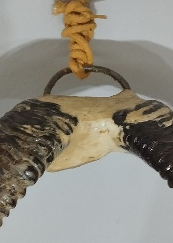 koç boynuzu zımparalı cilalı - Görsel 4