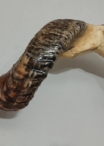 koç boynuzu zımparalı cilalı - Görsel 2