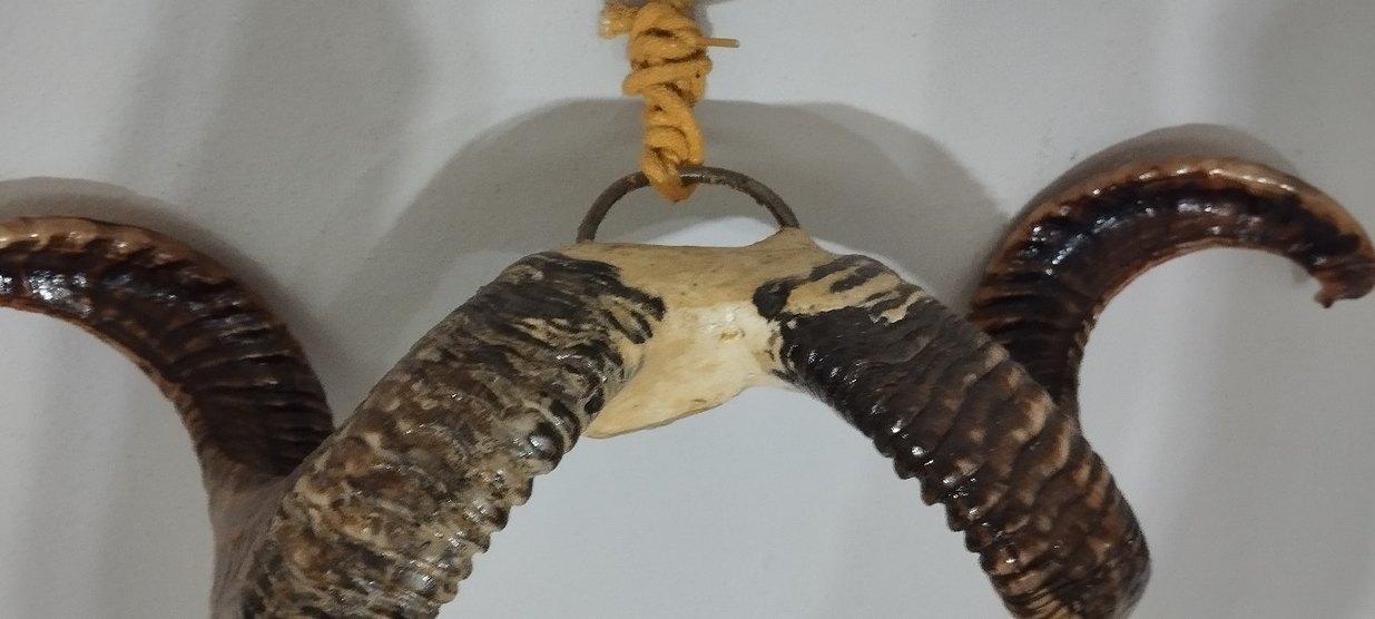 koç boynuzu zımparalı cilalı - Görsel 4