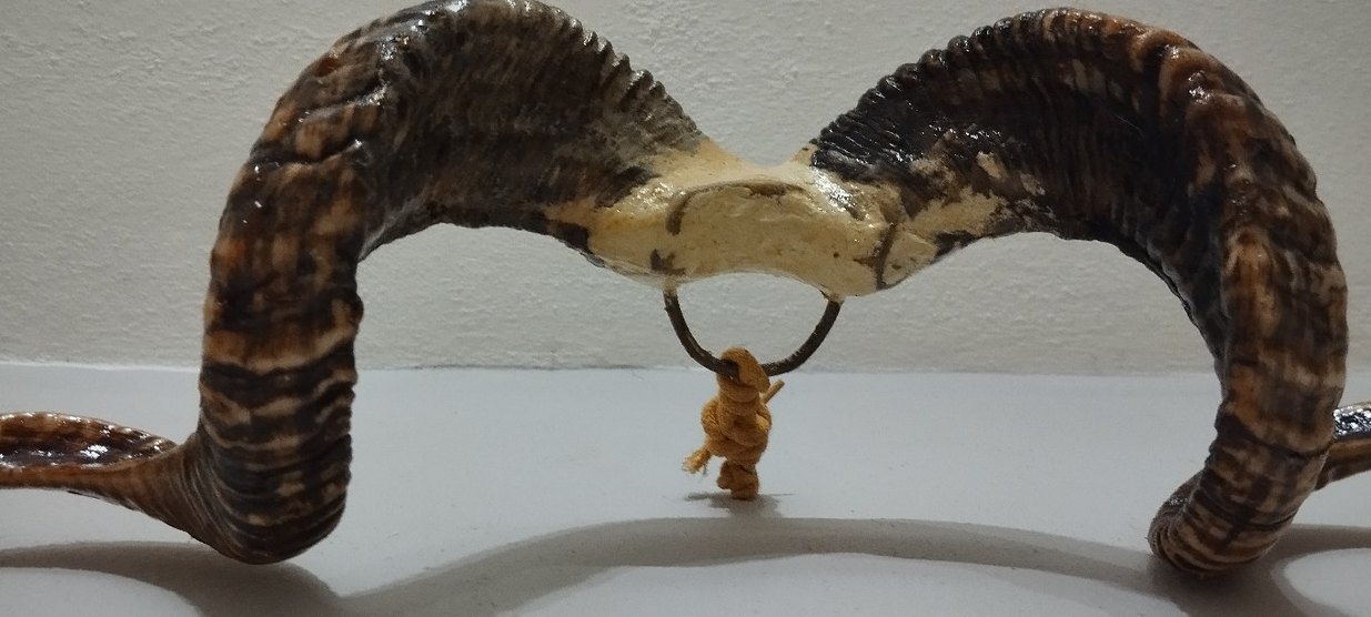 koç boynuzu zımparalı cilalı - Görsel 5