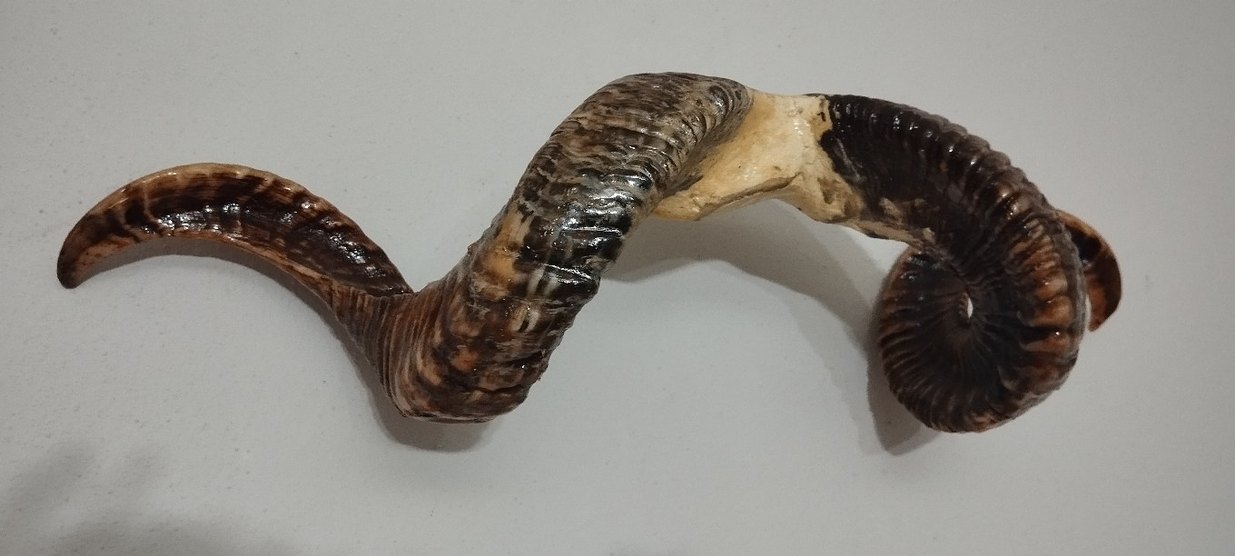 koç boynuzu zımparalı cilalı - Görsel 2