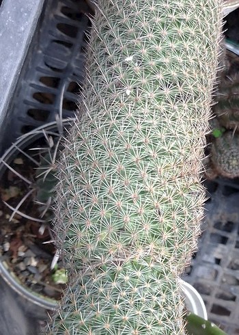 Kaktüs büyük boy - Görsel 2