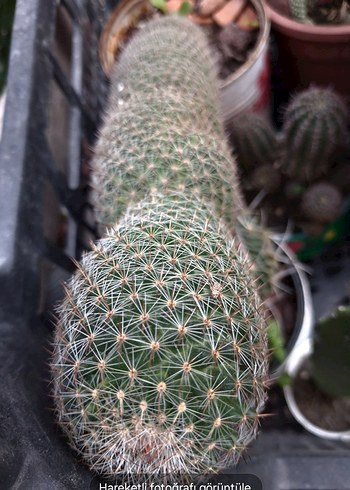 Kaktüs büyük boy - Görsel 3