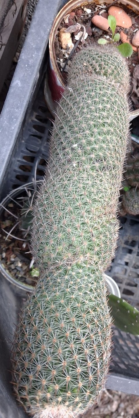 Kaktüs büyük boy - Görsel 2