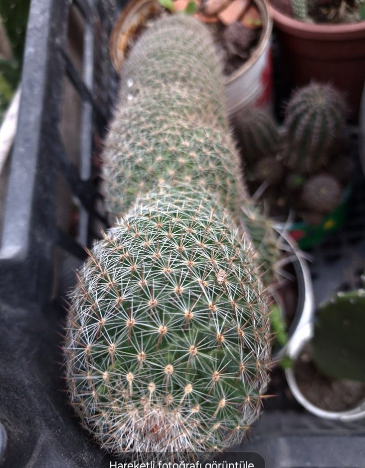 Kaktüs büyük boy - Görsel 3