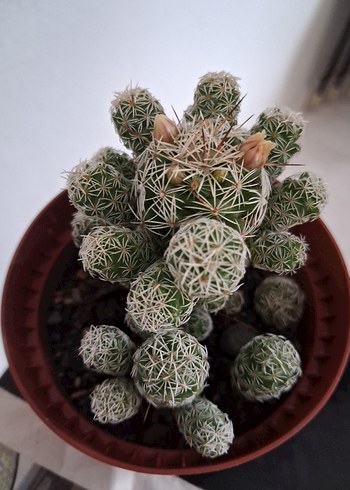 Kaktüs türü - Görsel 2