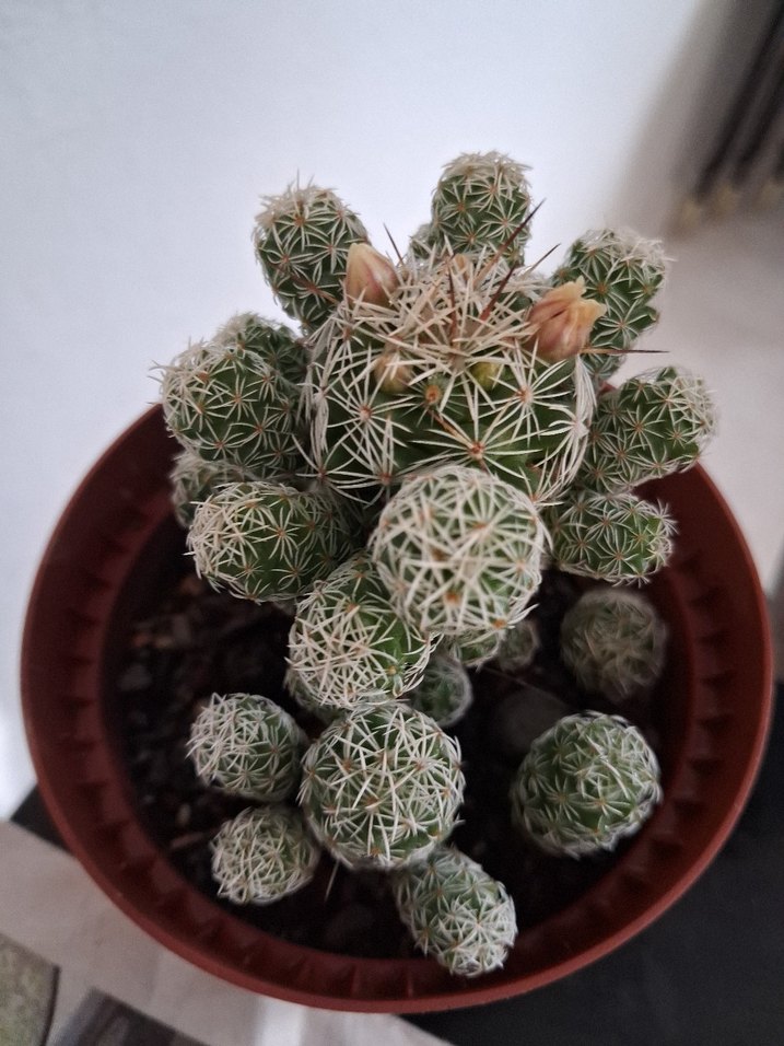 Kaktüs türü - Görsel 2