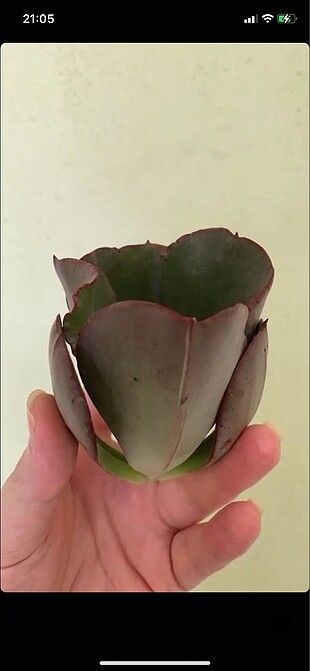 Sukulent echeveria suyon frill