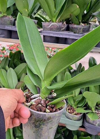 5.adet pahanops orkide renkli