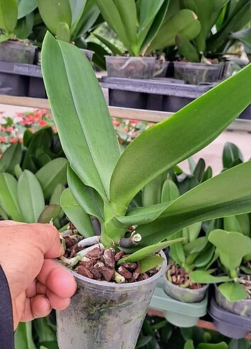 10 adet karışık renkli pahanops orkideler