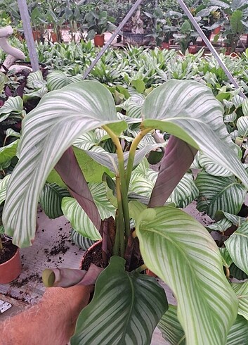 Diğer Dua çiçekleri calathea