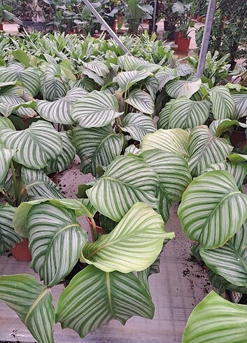 Beden Dua çiçekleri calathea