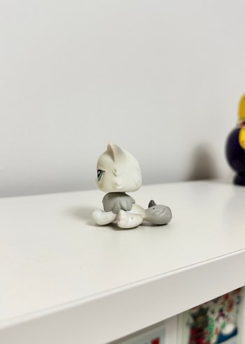 Persian İran Kedisi Miniş - Görsel 3