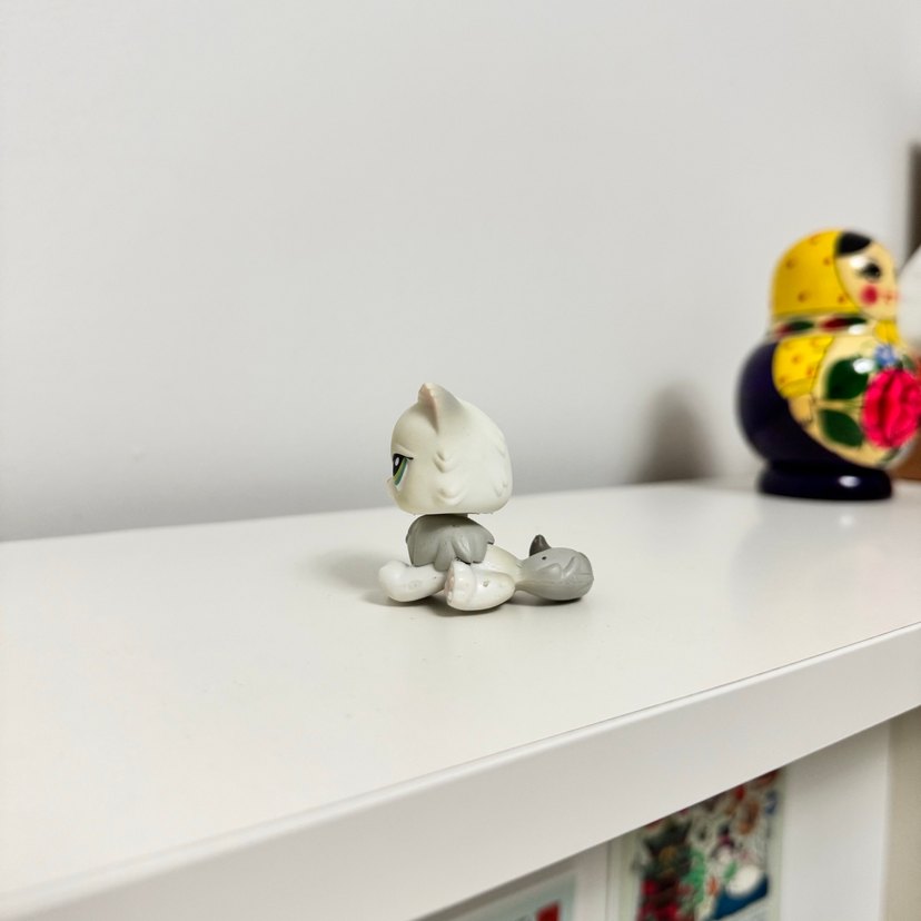 Persian İran Kedisi Miniş - Görsel 3