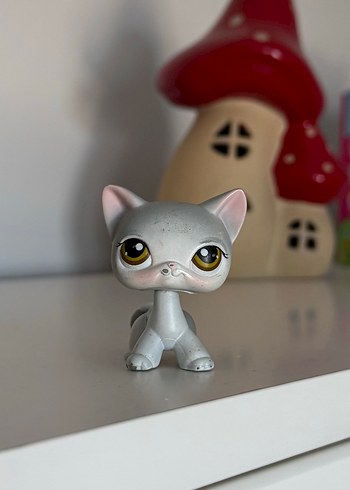 Beden Shorthair Kedi Miniş