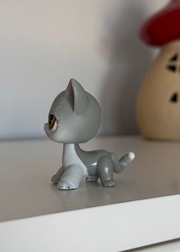 Beden Renk Shorthair Kedi Miniş