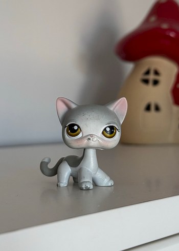 Shorthair Kedi Miniş