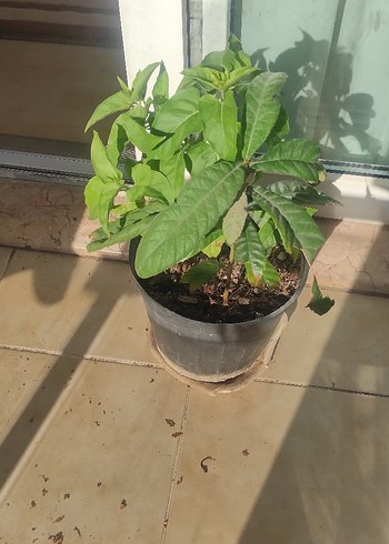 canlı çiçek muşmula fidesi