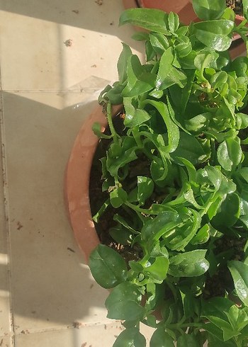 Beden yeşil Renk Açık Yeşil Saksıda Ev Bitkisi
