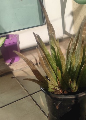 Çiçek Kahverengi Saksıda Küçük Aloe Vera Bitkisi