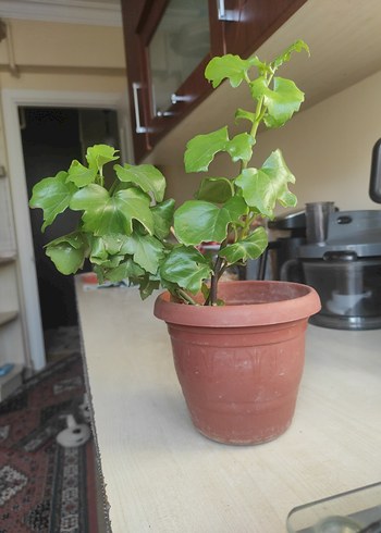 Koyu Yeşil Yapraklı Saksı Bitkisi - Görsel 2