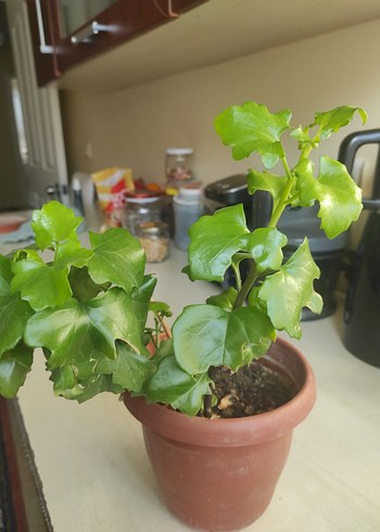 Koyu Yeşil Yapraklı Saksı Bitkisi - Görsel 4