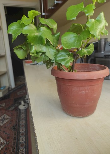 Koyu Yeşil Yapraklı Saksı Bitkisi - Görsel 3