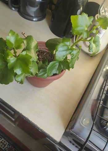 Koyu Yeşil Yapraklı Saksı Bitkisi - Görsel 6