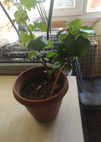 Koyu Yeşil Yapraklı Saksı Bitkisi - Görsel 5