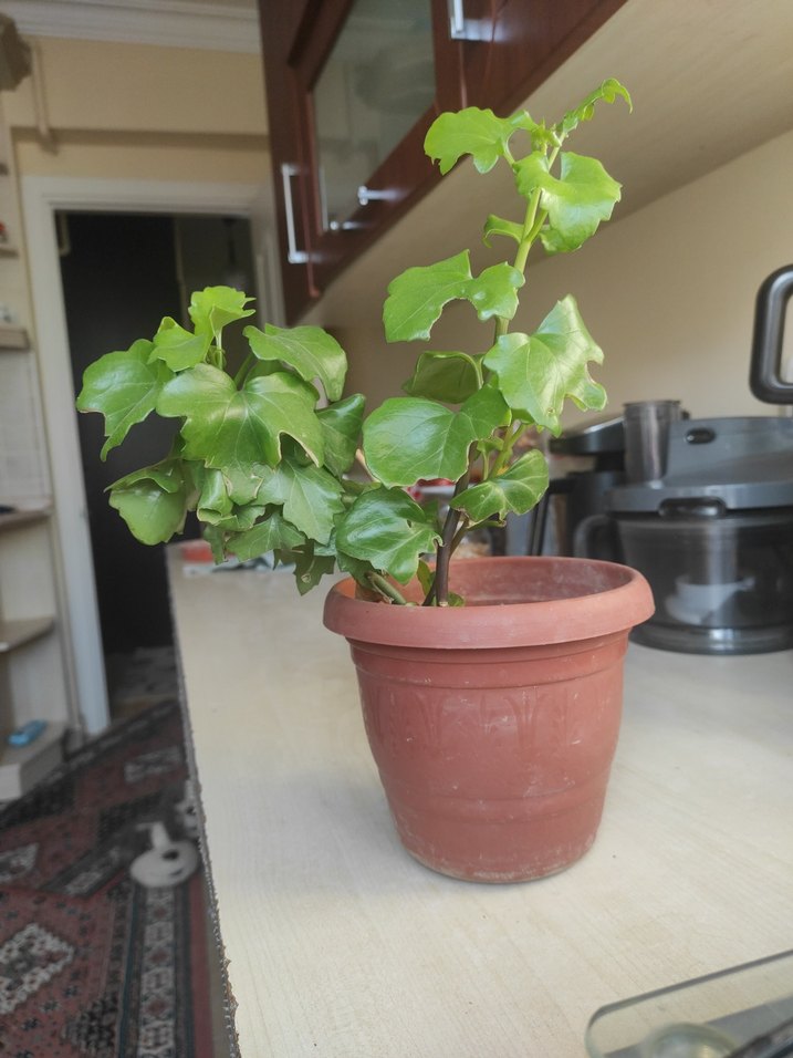 Koyu Yeşil Yapraklı Saksı Bitkisi - Görsel 2