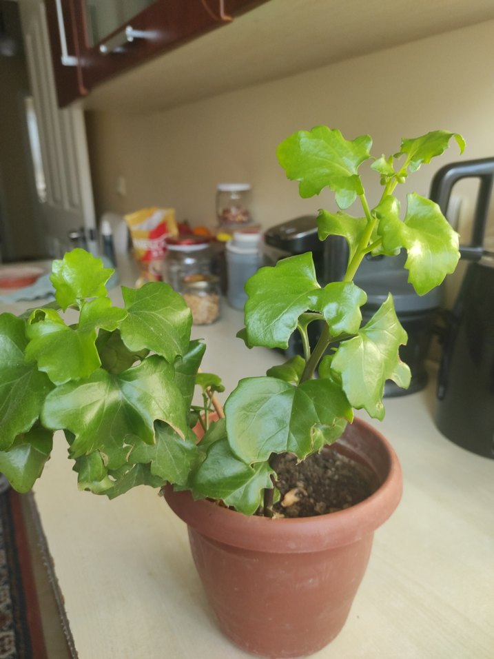 Koyu Yeşil Yapraklı Saksı Bitkisi - Görsel 4