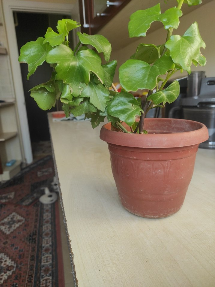 Koyu Yeşil Yapraklı Saksı Bitkisi - Görsel 3