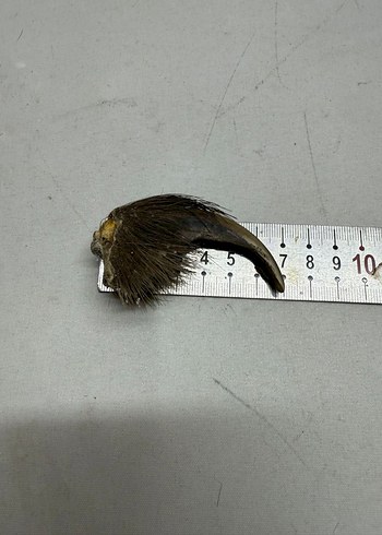 Kahverengi Tüylü Sahte - Görsel 6