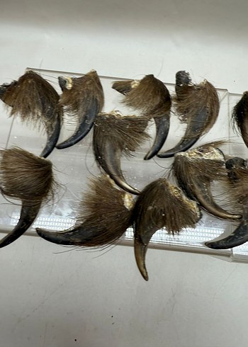 Kahverengi Tüylü Sahte - Görsel 3