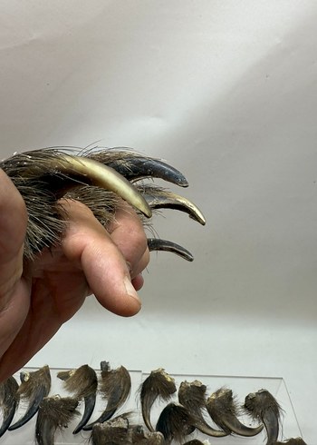 Kahverengi Tüylü Sahte - Görsel 7