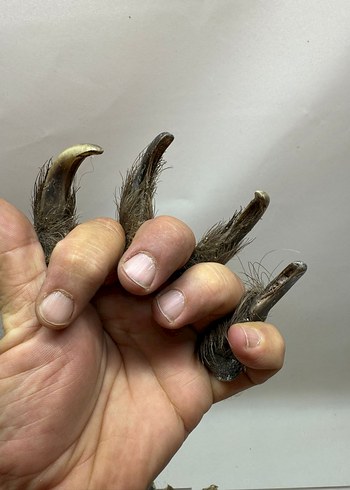 Kahverengi Tüylü Sahte - Görsel 8