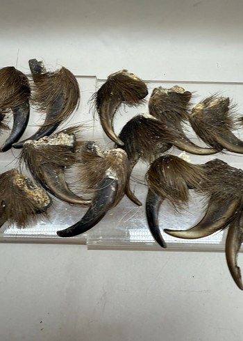 Kahverengi Tüylü Sahte - Görsel 2